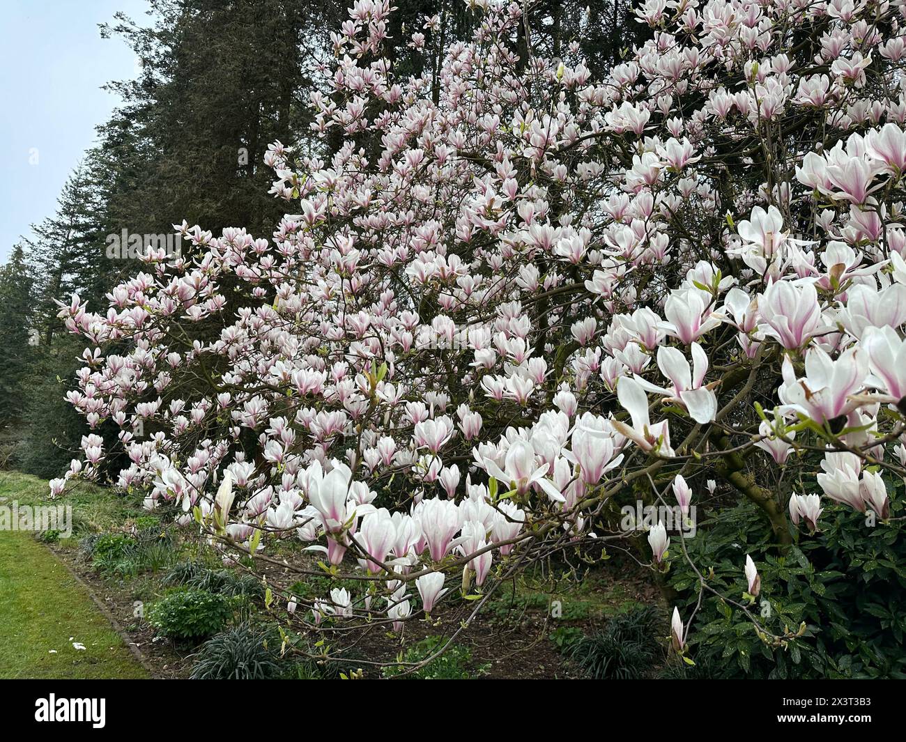 Magnifique arbuste magnolia avec des fleurs blanches poussant à l'extérieur Banque D'Images