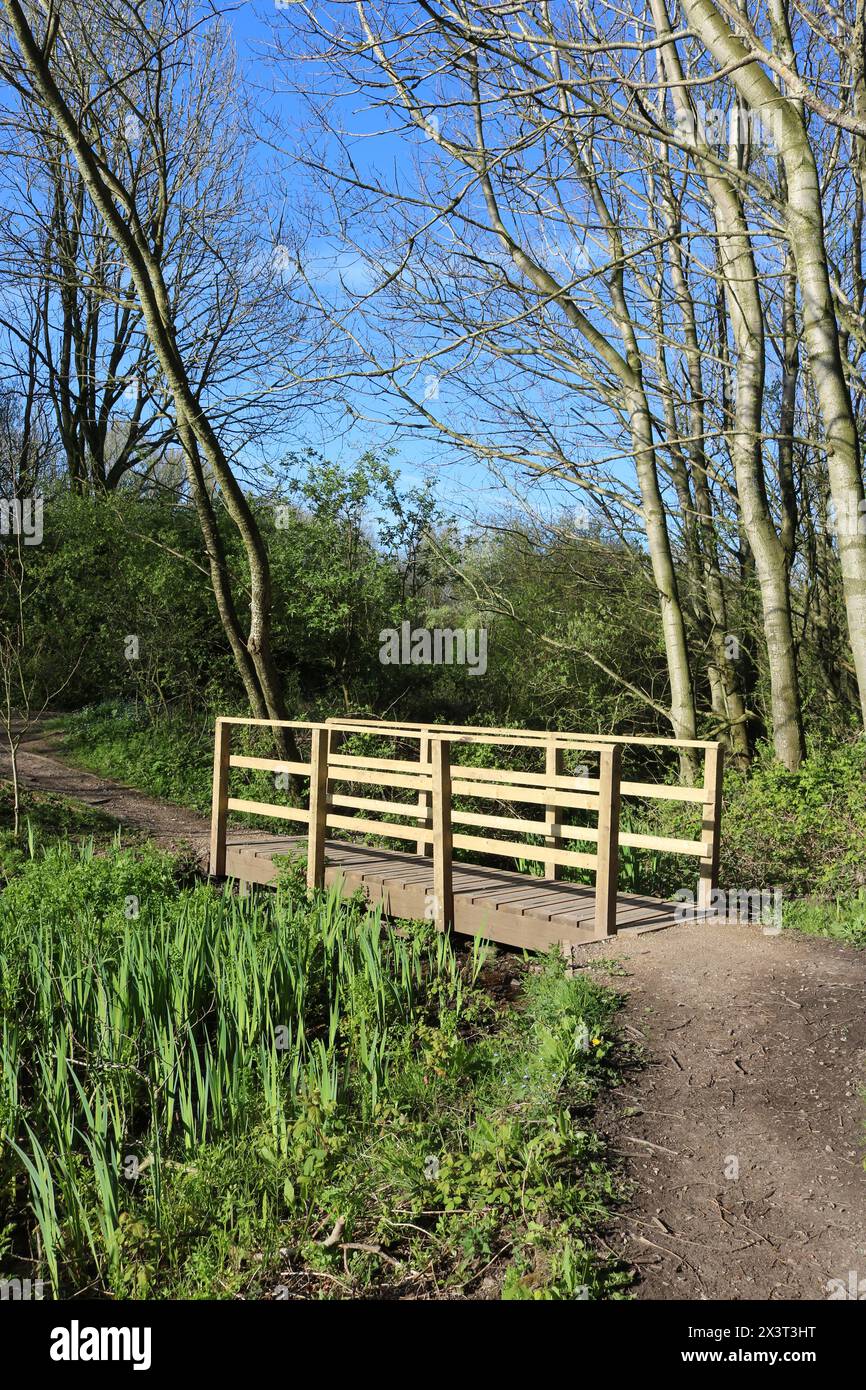 Vue d'un nouveau pont en bois sur un chemin dans un parc public, Lane ends Amenity Area, à Pilling, Lancashire avec une nouvelle croissance fraîche et des feuilles vertes printanières. Banque D'Images