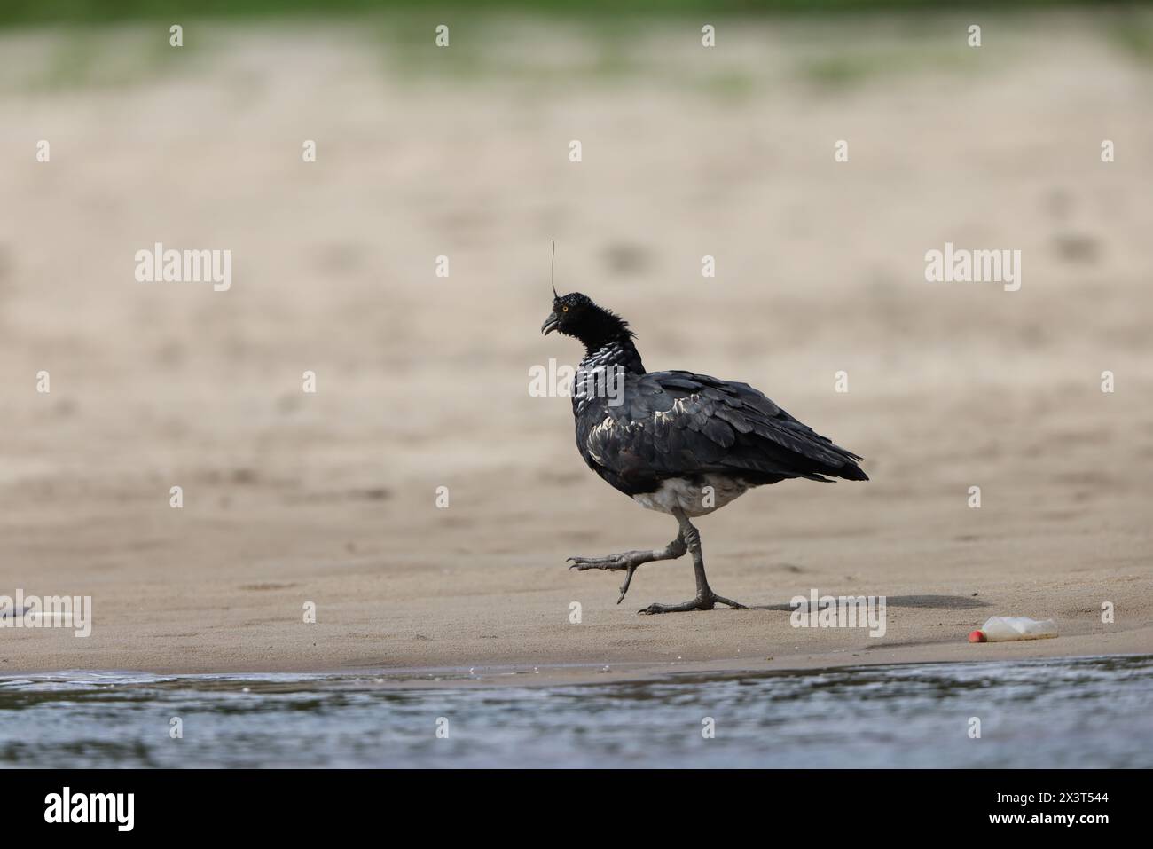 Le crieur à cornes (Anhima cornuta) est un membre d'une petite famille d'oiseaux, les Anhimidae, qui se trouve dans les zones humides tropicales d'Amérique du Sud. Banque D'Images