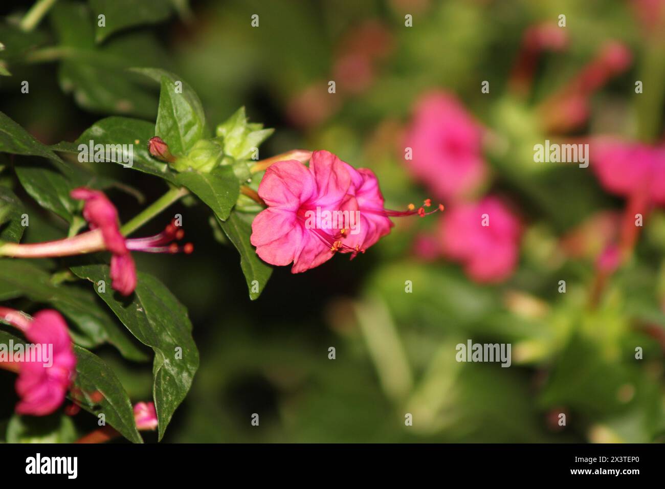 Gros plan macro photo d'une fleur rouge rose Marvel du Pérou Banque D'Images