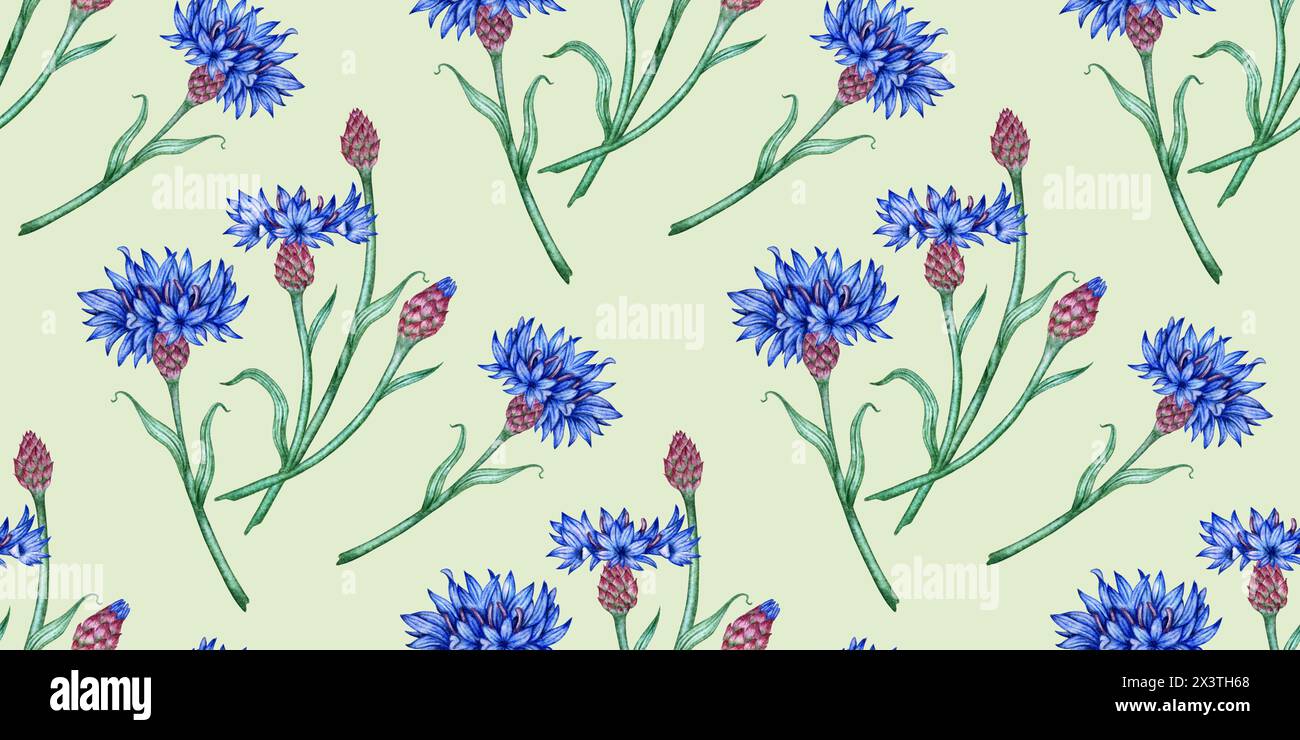 Motif bleuets bleus sur une illustration d'aquarelle de fond gris. Elément de composition botanique isolé du fond. Convient pour les cosmétiques, Banque D'Images