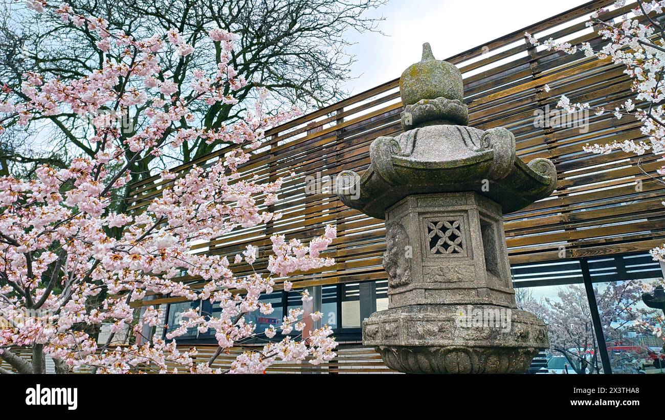 Cerisier en fleur dans un jardin japonais avec une lanterne japonaise en pierre Banque D'Images