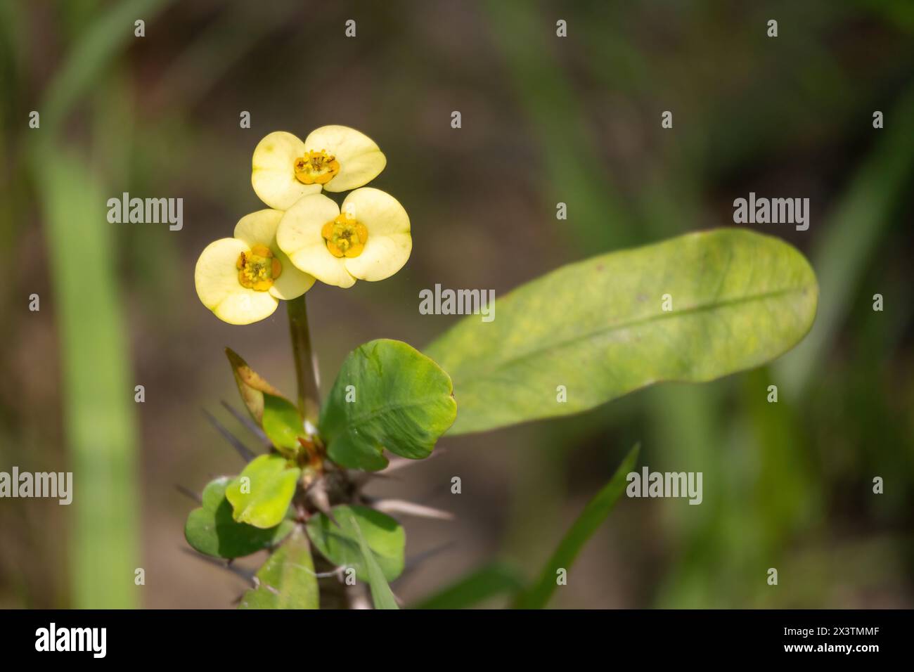 Couronne jaune d'épines (Euphorbia milii) fleurs fleurissent dans le jardin. En bengali, il est appelé Kata Mukut. Banque D'Images