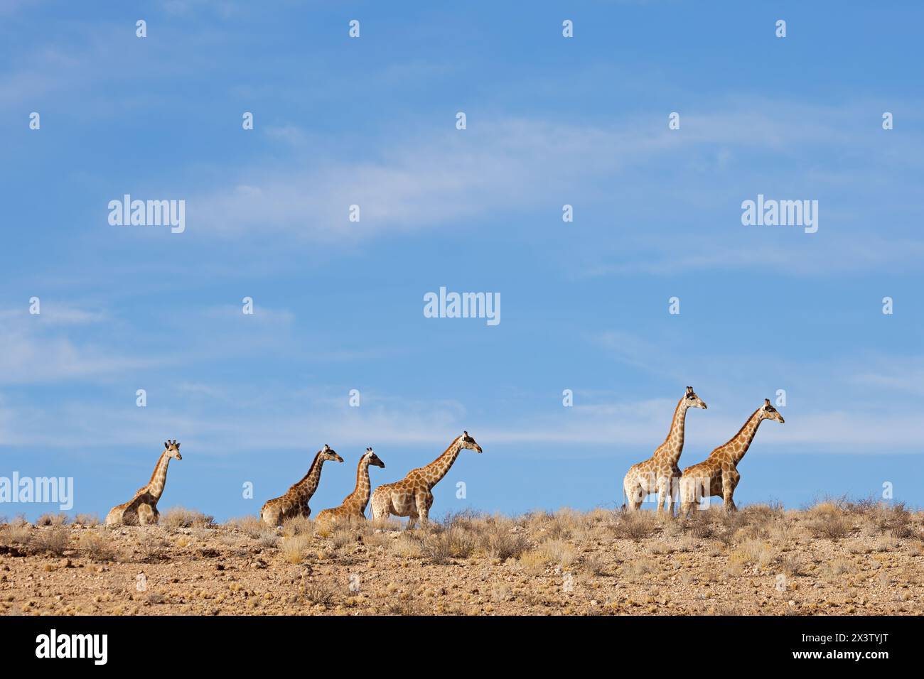 Girafes (Giraffa camelopardalis) marchant dans un environnement aride, désert du Kalahari, Afrique du Sud Banque D'Images