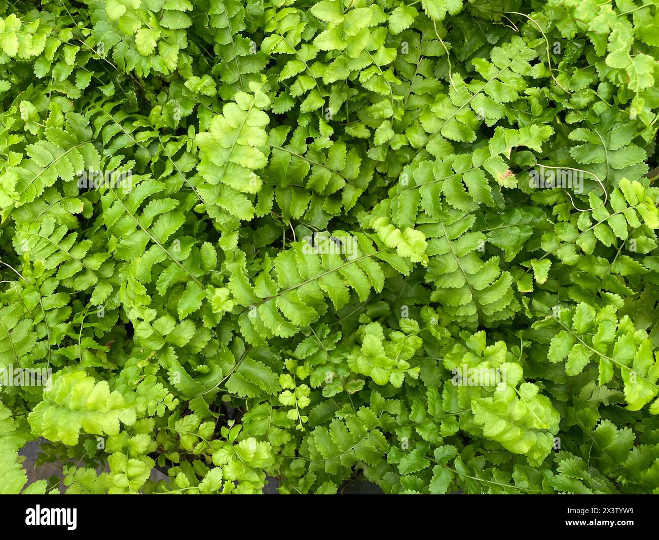 Les fougères sont des plantes vertes feuillues qui poussent dans des endroits ombragés. Ce sont des plantes qui n'ont pas de fleurs. Les fougères se reproduisent généralement en produisant des spores. Banque D'Images