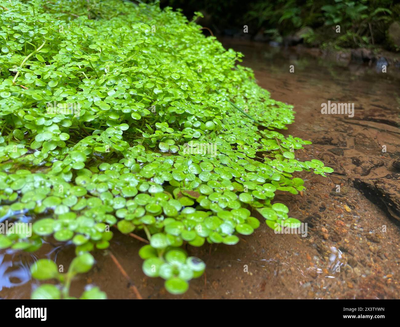 Les plantes que nous voyons dans l'eau sont appelées plantes aquatiques. Les plantes aquatiques sont celles qui vivent dans ou sur l'eau. Aussi appelé plantes hydrophytes. Banque D'Images