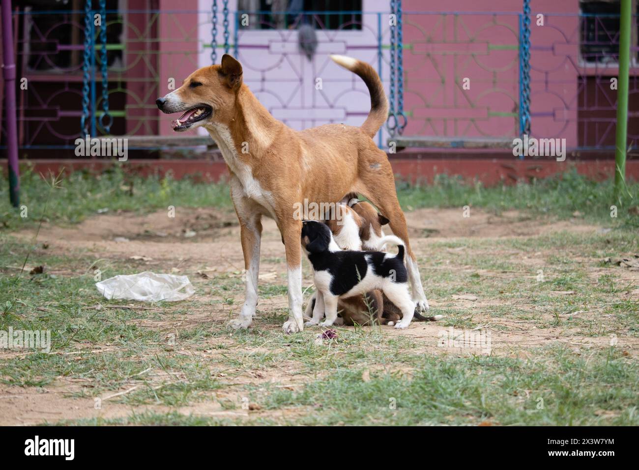 Chien mère de race indienne nourrissant ses chiots avec du lait sur un sol Banque D'Images