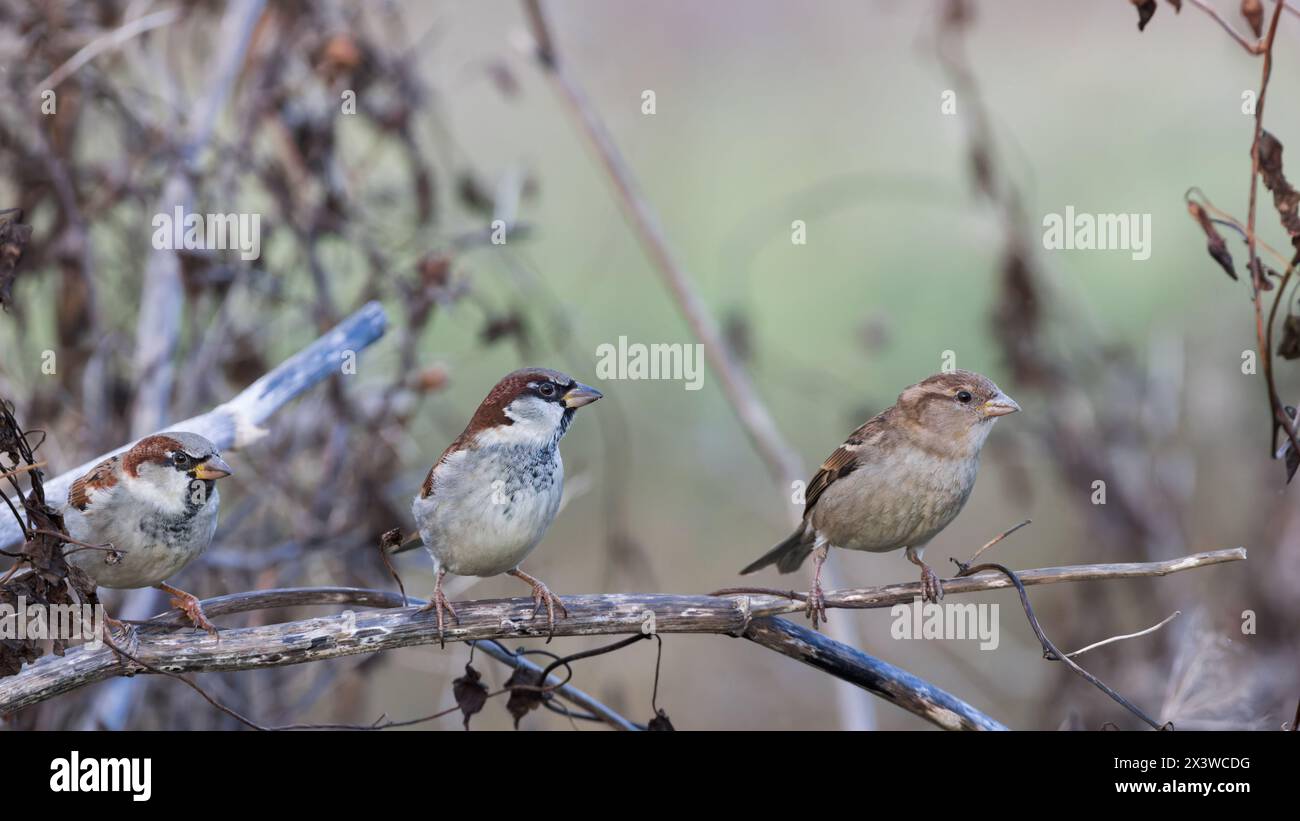 Moineaux domestiques [ passer domesticus ] 2 oiseaux mâles et une femelle sur végétation morte Banque D'Images