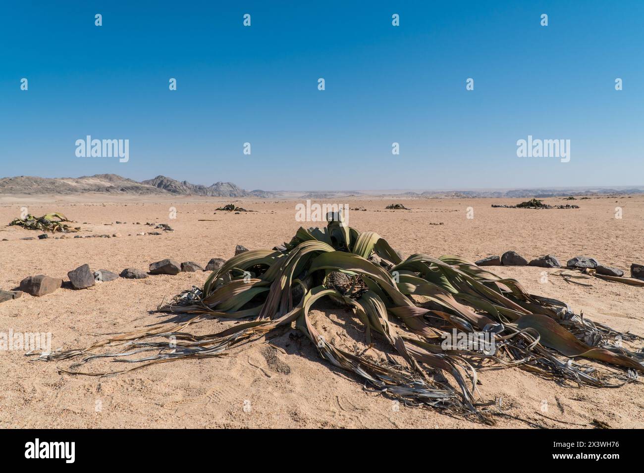 Usine de Welwitschia, Namibie Banque D'Images