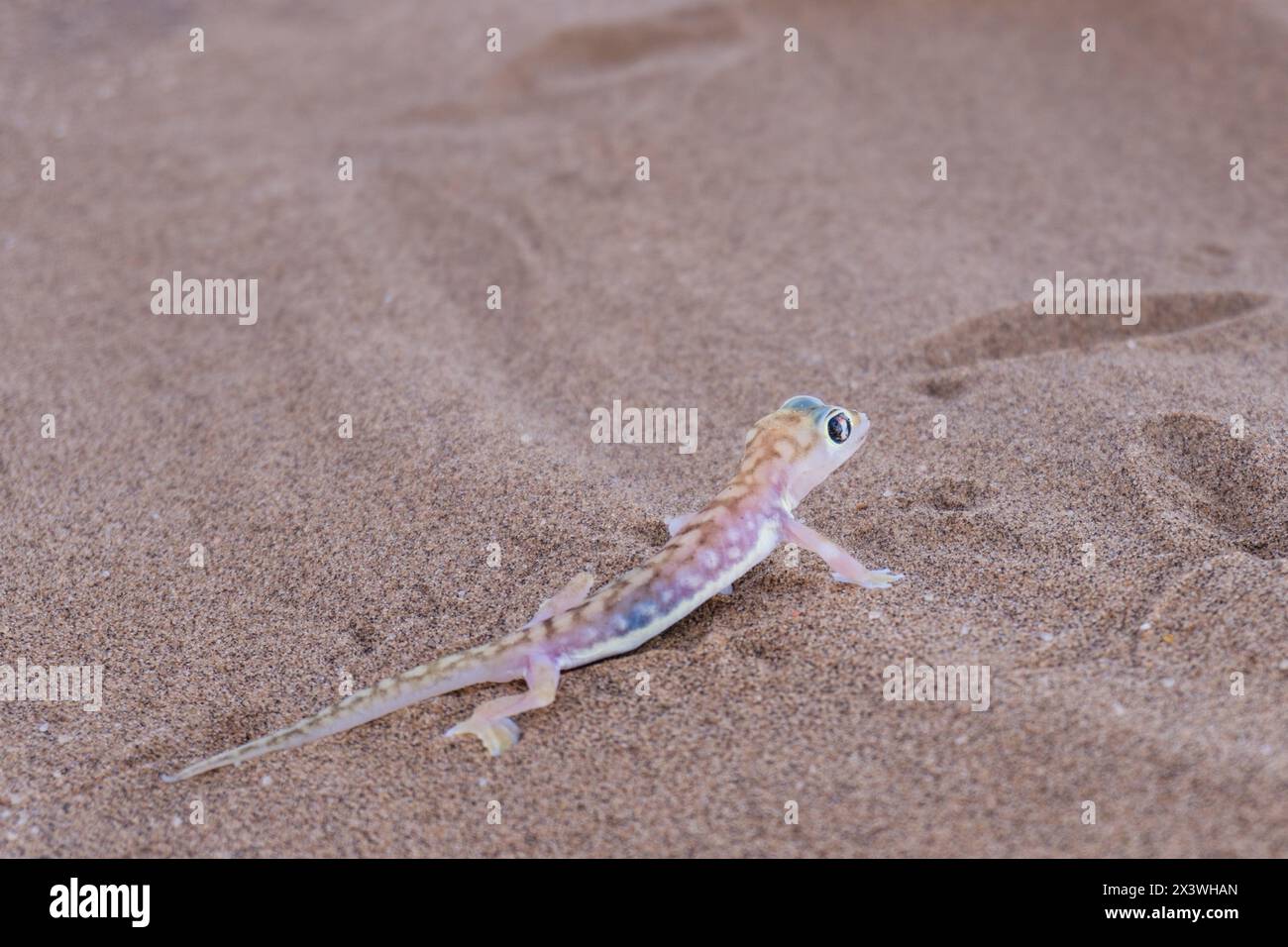 Namib gecko de sable près de Swakopmund, Namibie Banque D'Images