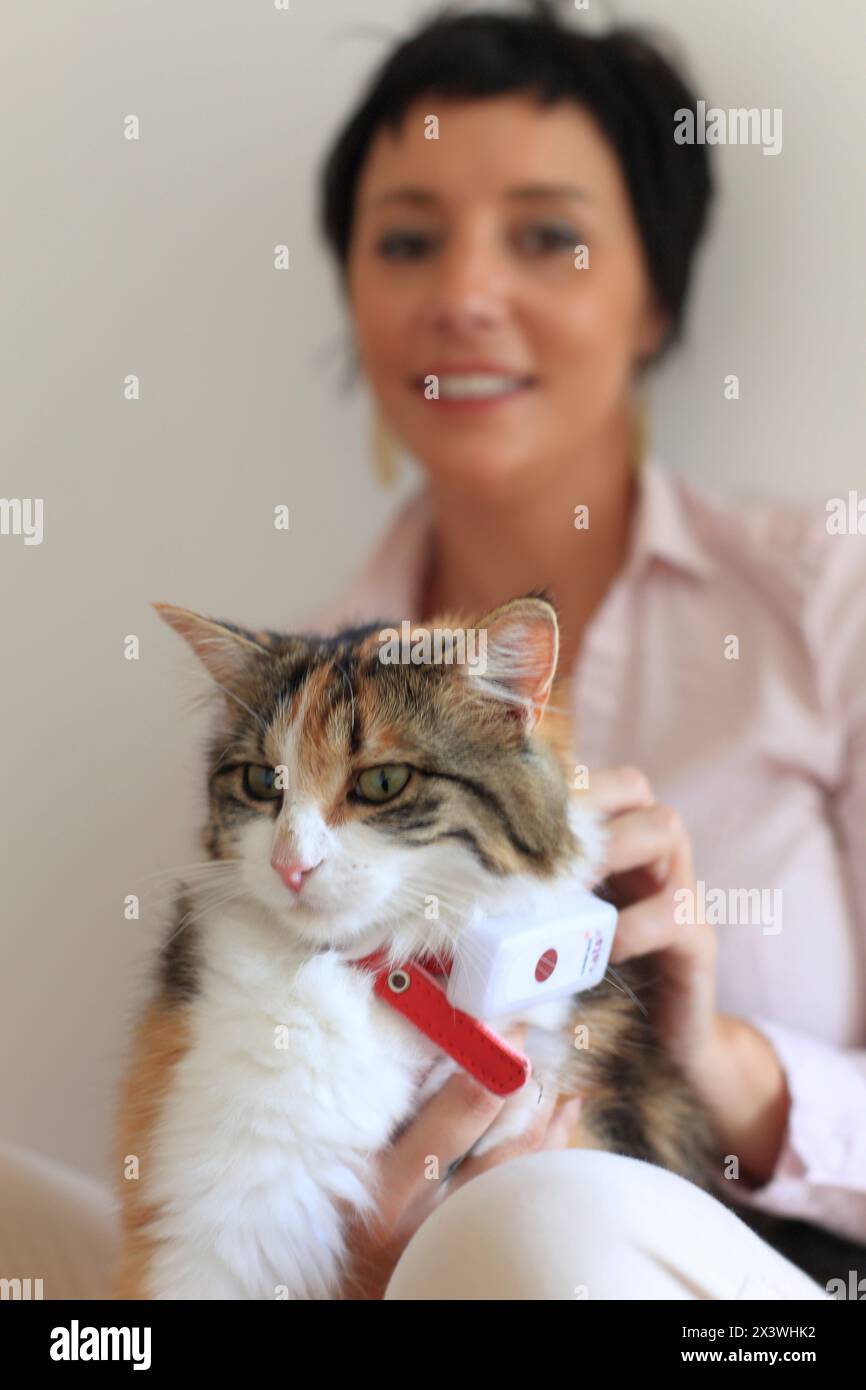 Cat avec collier GPS connecté à une application de localisation Banque D'Images