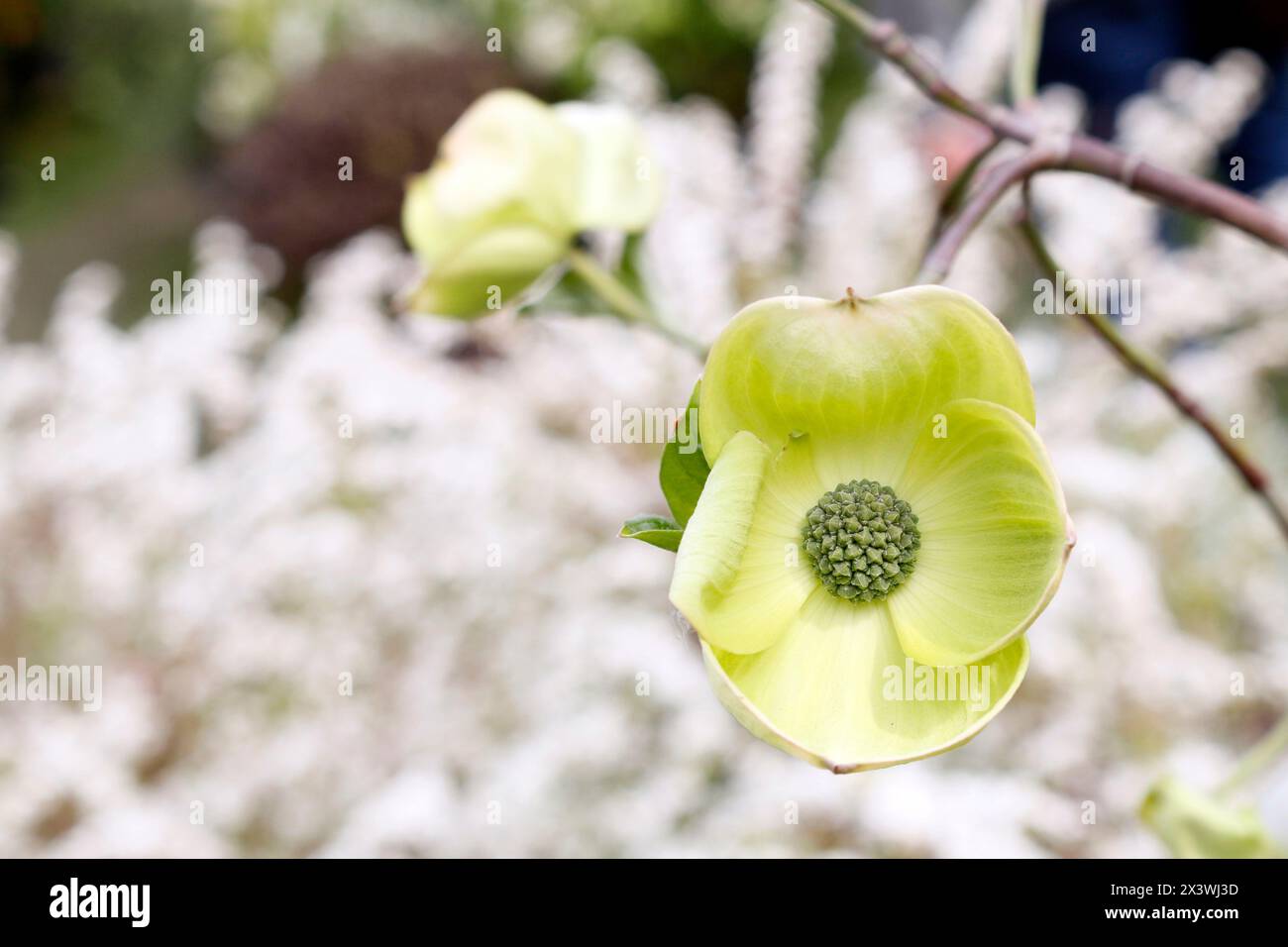 Seine et Marne. Détail d'une merveille de fleur de Hornbeam blanche d'eddie. Banque D'Images
