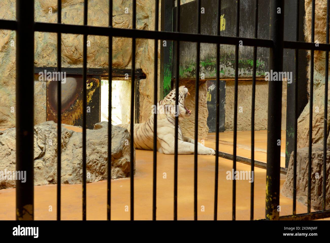 Tigre du Bengale blanc Panthera tigris tigris espèce menacée en captivité bâillant derrière les barreaux au zoo de Sofia, Sofia Bulgarie, Europe de l'est, UE Banque D'Images