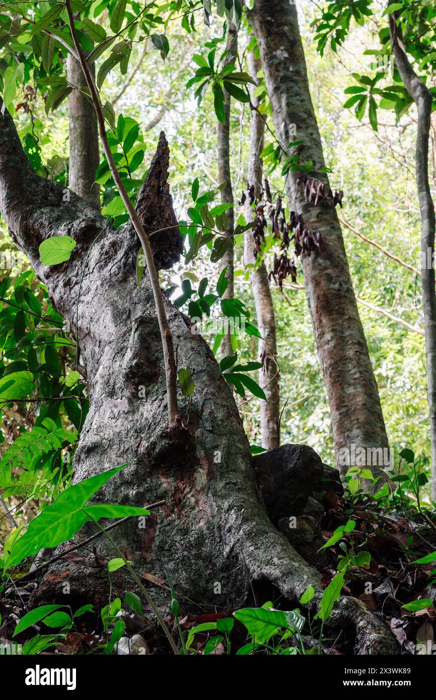 La flore naturelle de la forêt de la jungle se forme, l'énergie étonnante de la faune couleurs vives, silence calme magique Banque D'Images