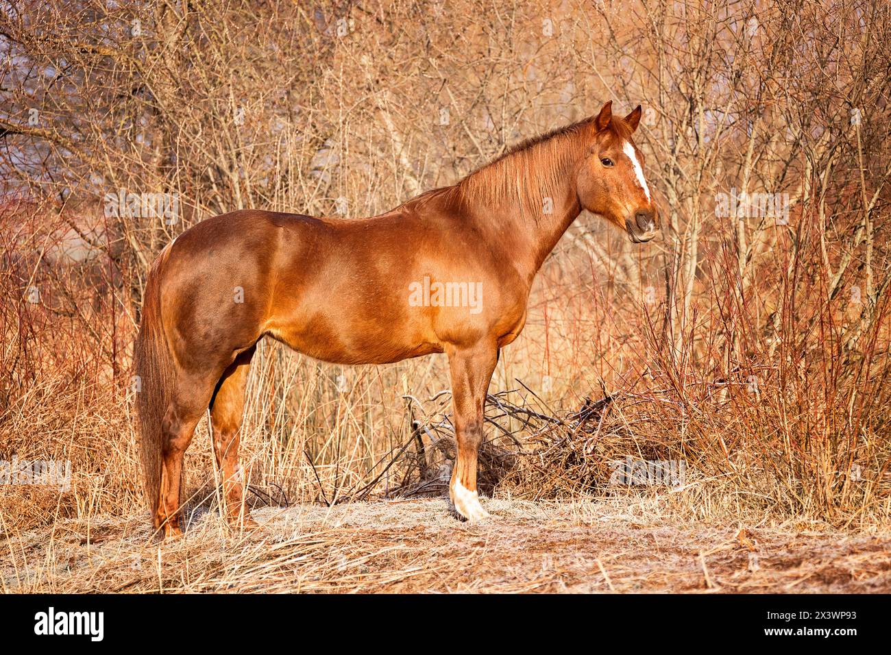 American Quarter Horse. Jument châtaignier, debout, vue de côté. Allemagne Banque D'Images