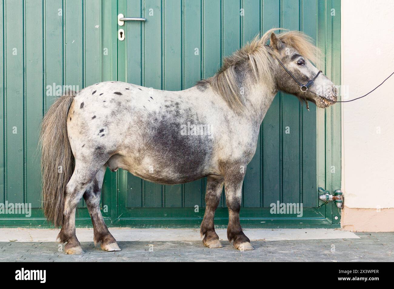 Falabella Horse. Adulte tacheté par un léopard, debout, vu de côté. Allemagne. Banque D'Images