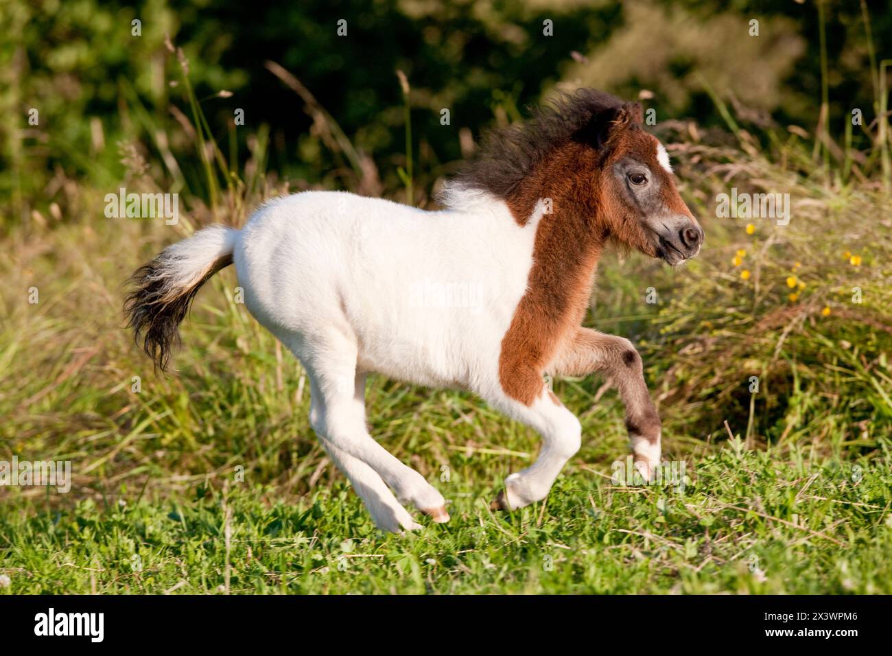 Shetland Pony. Poulain Pinto galopant sur l'herbe. Allemagne Banque D'Images