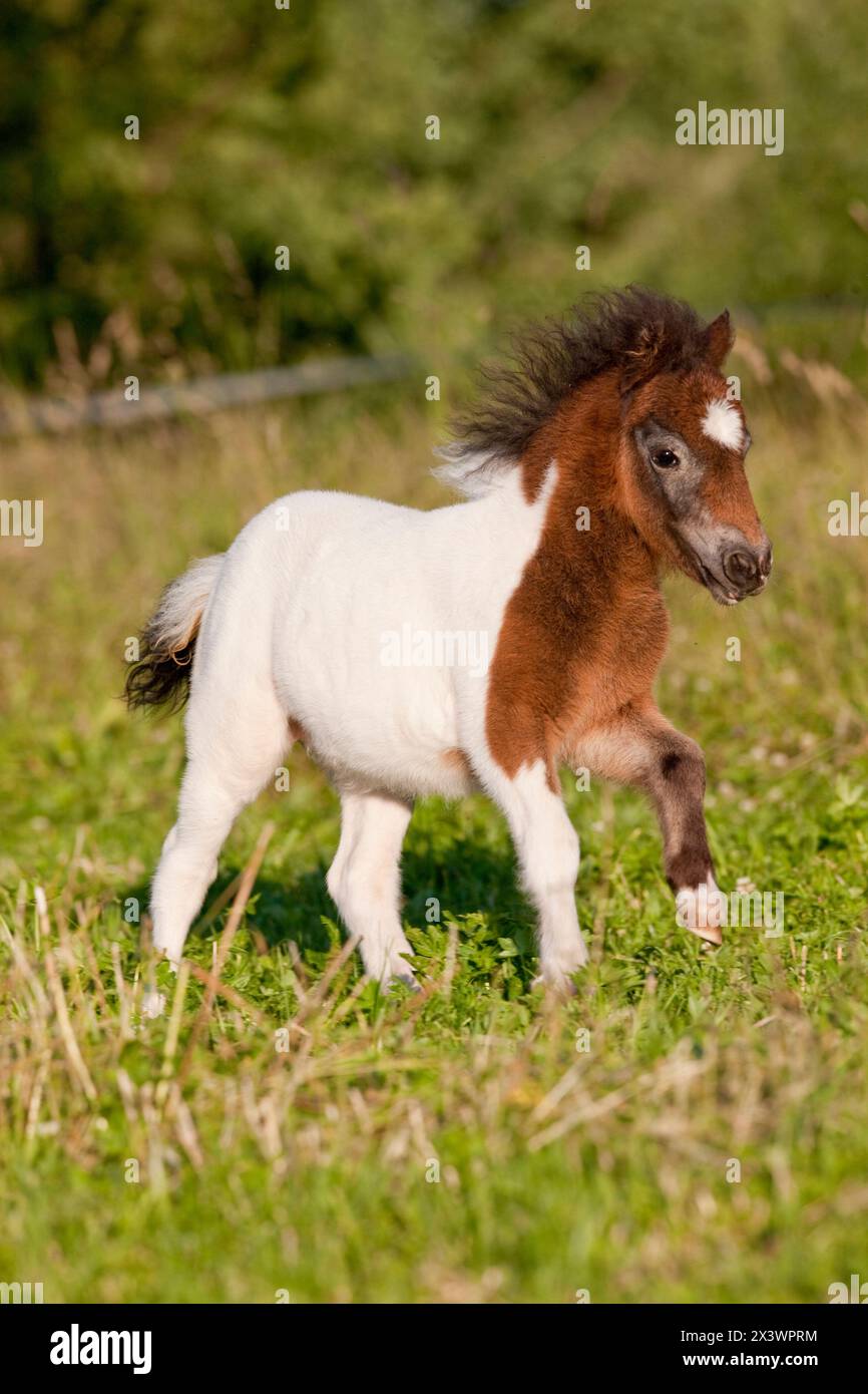 Shetland Pony. Poulain Pinto galopant sur l'herbe. Allemagne Banque D'Images