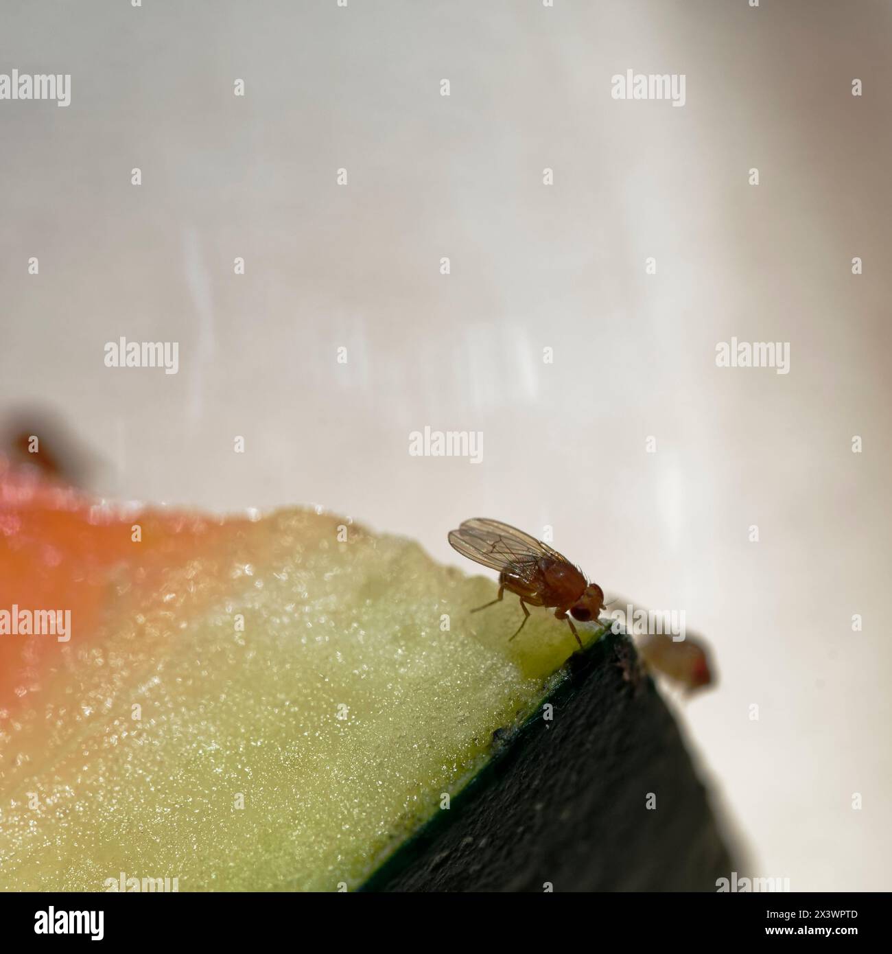 La drosophile ou les mouches des fruits se nourrissent de pastèque. La lumière fait briller leurs ailes. Banque D'Images