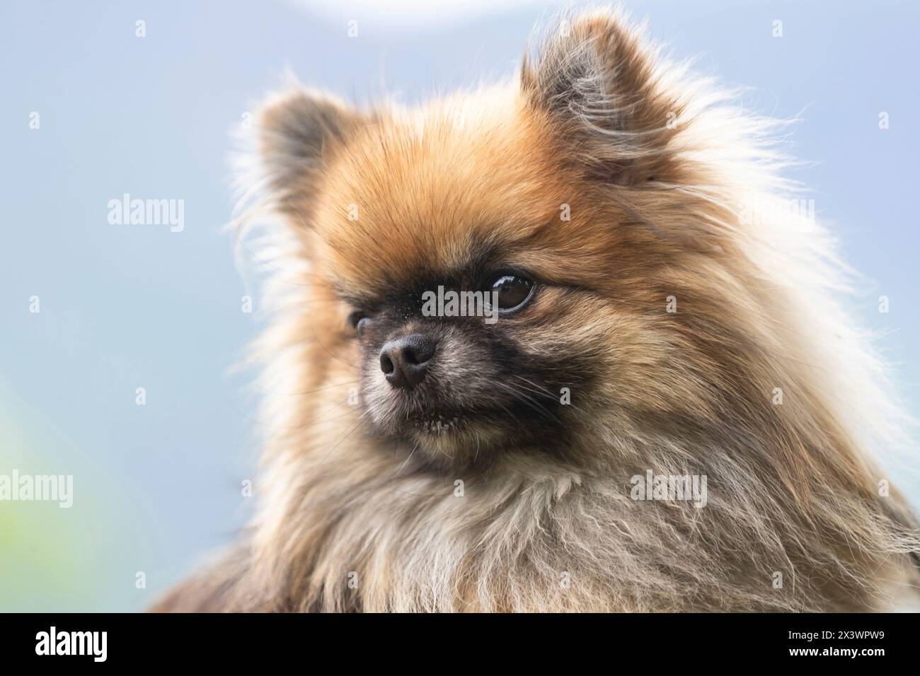 Pomchi (Poméranie x Chihuahua). Portrait de chien adulte. Allemagne Banque D'Images