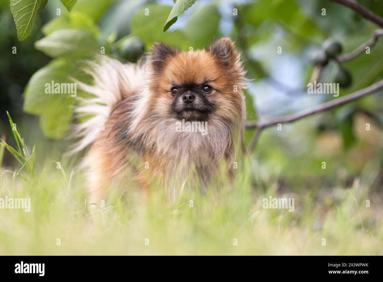 Pomchi (Poméranie x Chihuahua). Chien adulte stadning sur une prairie. Allemagne Banque D'Images