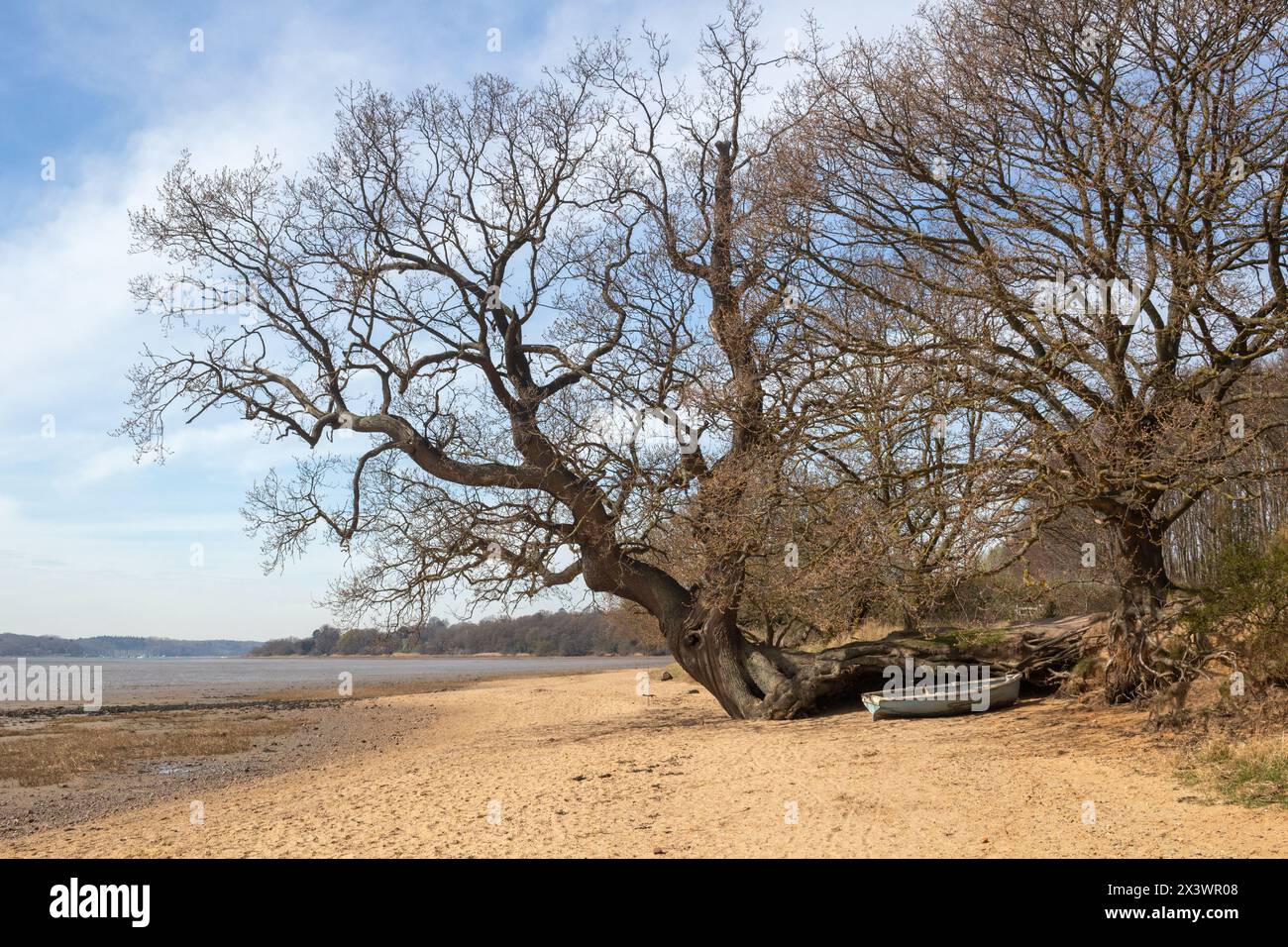 Arbre tombé qui pousse encore sur la plage à Nacton Foreshore, Suffolk, Angleterre, Royaume-Uni Banque D'Images