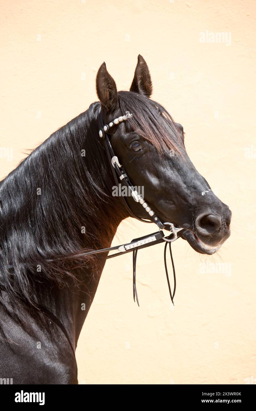 Cheval de selle du Costa Rica. Portrait d'étalon noir. Espagne. Banque D'Images