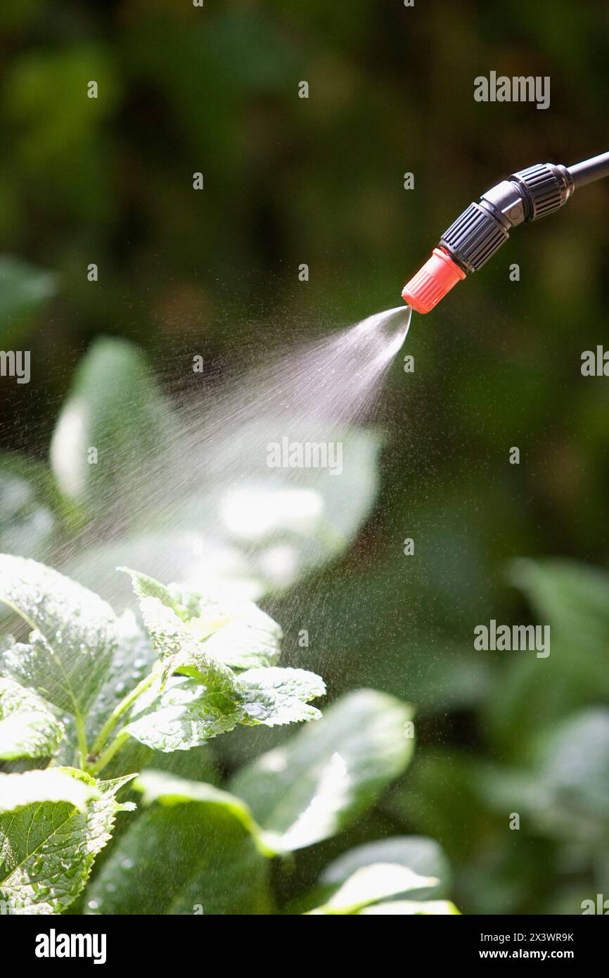 Irrigation avec pulvérisateur. Jardin, hydrangea Banque D'Images