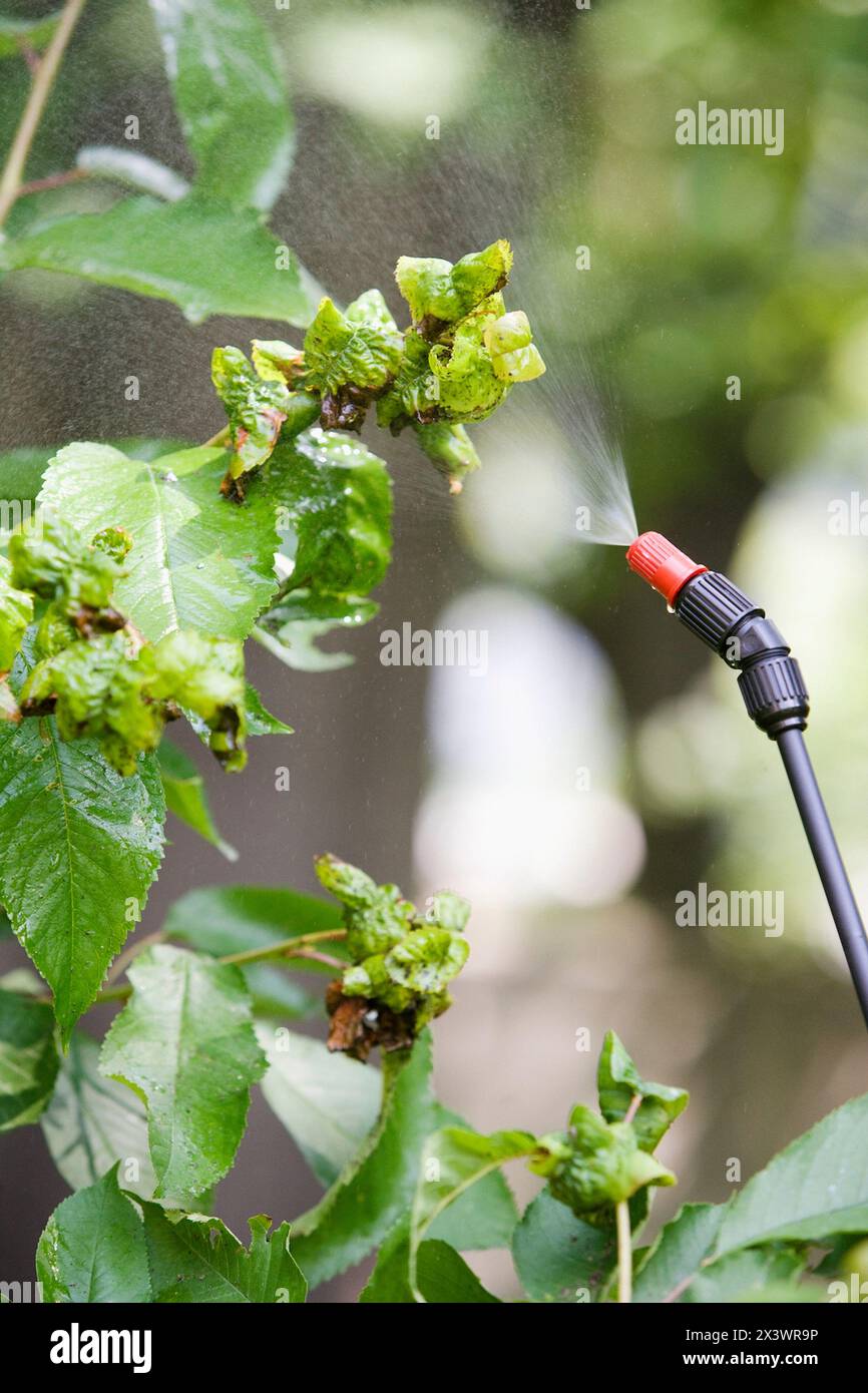 Traiter les arbres fruitiers avec pulvérisateur (insecticides, pesticides). Pommiers. Gipuzkoa, l'Euskadi. L'Espagne. Banque D'Images