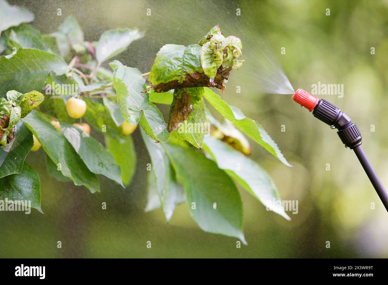 Traiter les arbres fruitiers avec pulvérisateur (insecticides, pesticides). Pommiers. Gipuzkoa, l'Euskadi. L'Espagne. Banque D'Images
