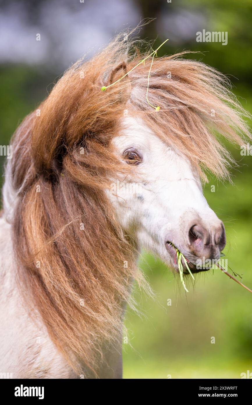Cheval miniature Falabella. Portrait d'un étalon Banque D'Images