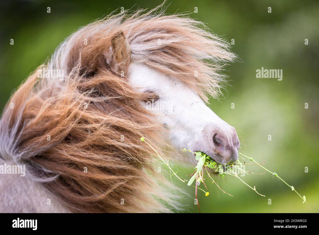 Cheval miniature Falabella. Portrait d'un étalon Banque D'Images