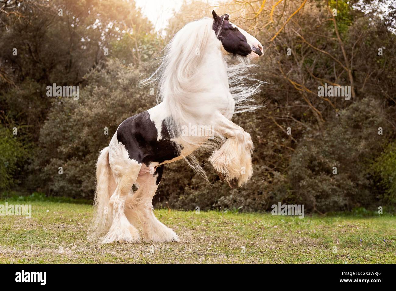 Drum Horse. Étalon piebald élevé dans un pâturage. France Banque D'Images