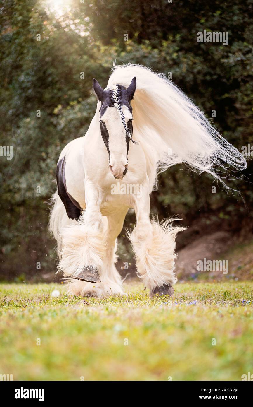 Drum Horse. Étalon piebald galopant dans un pâturage. France Banque D'Images