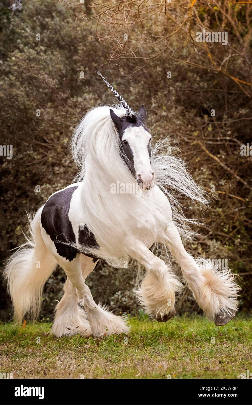 Drum Horse. Étalon piebald galopant dans un pâturage. France Banque D'Images