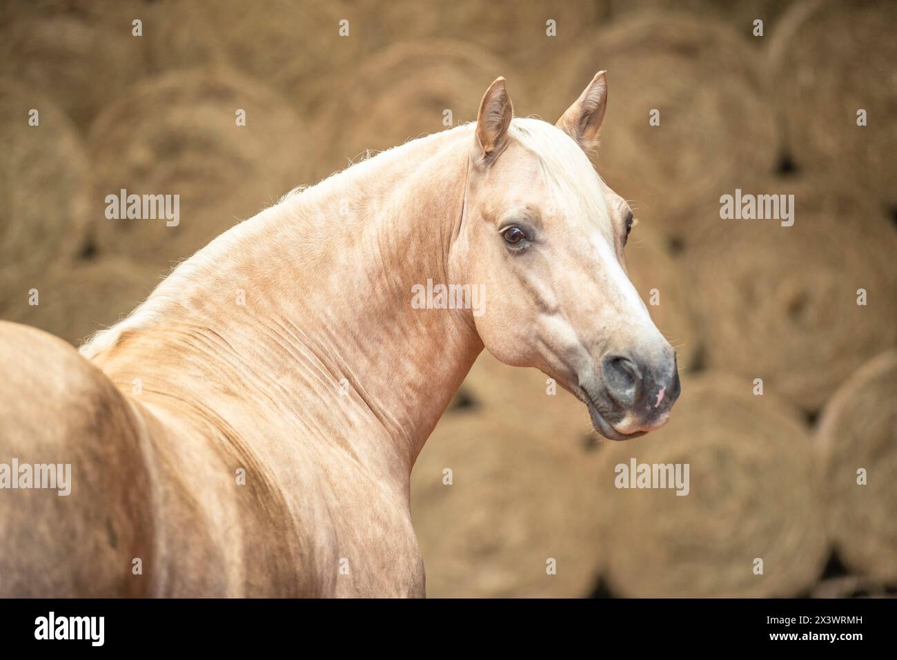 Connemara Pony. Portrait d'une Gendarmerie palomino. Allemagne Banque D'Images