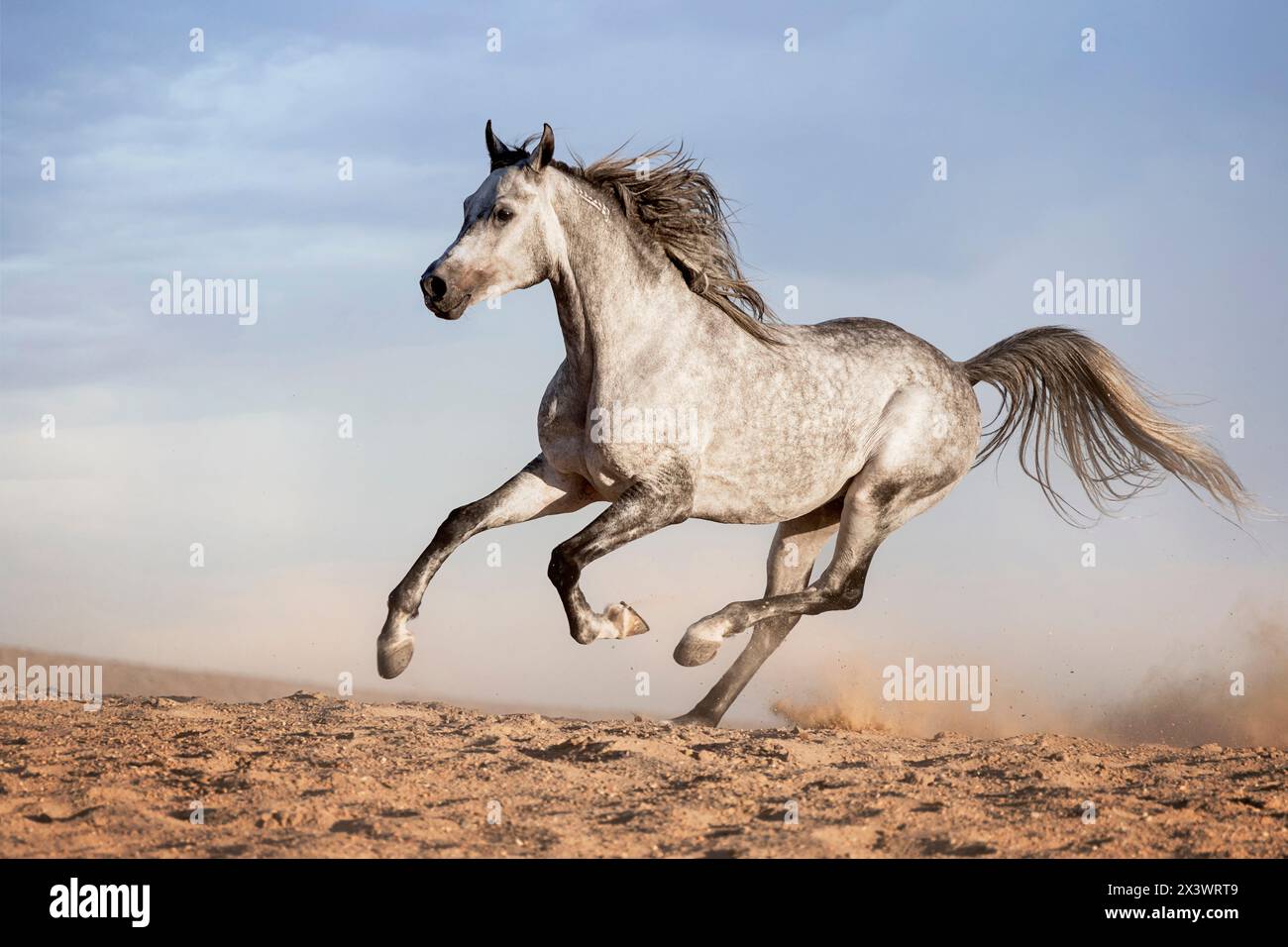 Cheval Arabe. L'étalon gris galopant dans le désert. L'Égypte Banque D'Images