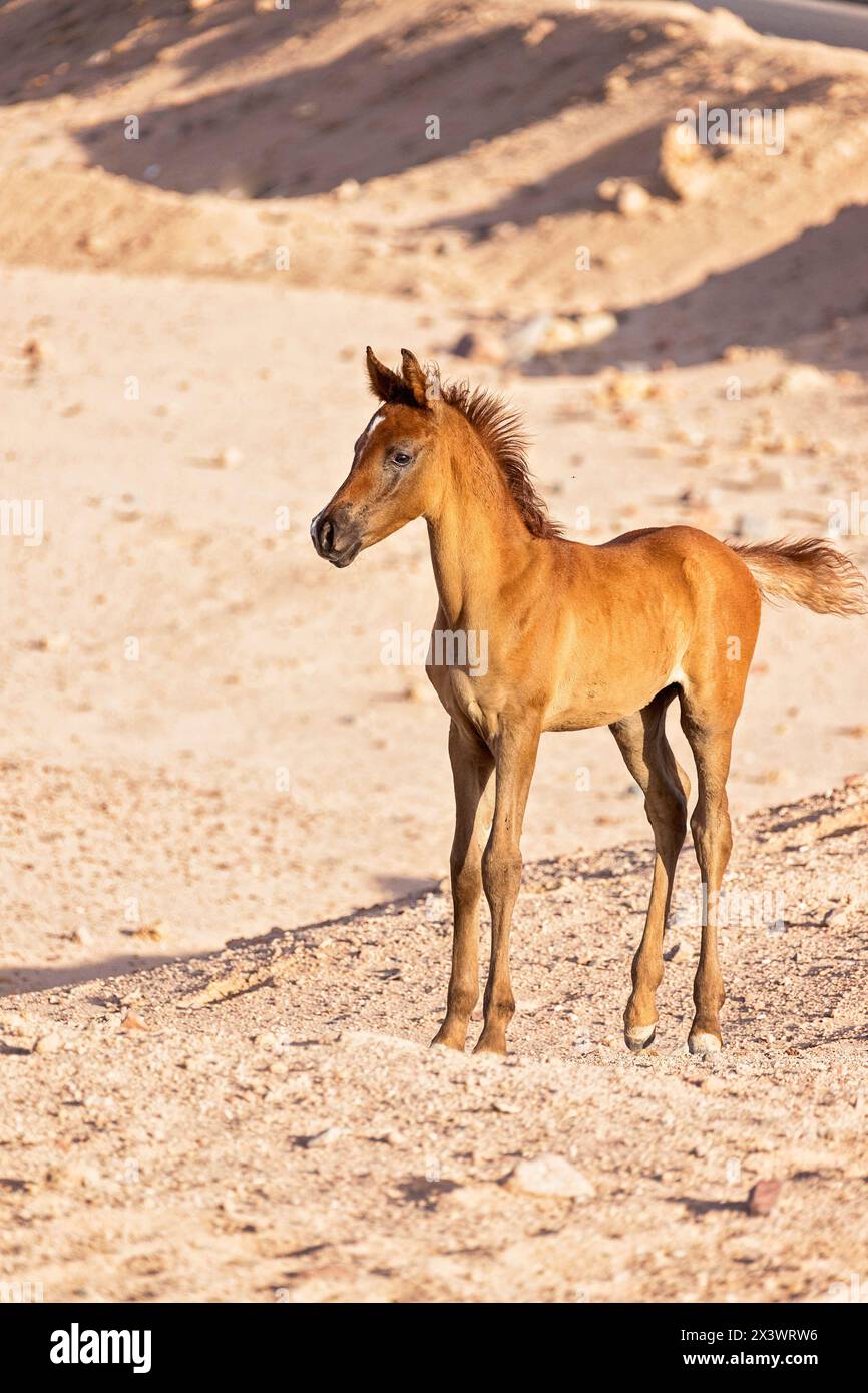 Cheval arabe. Poulain châtaignier debout dans le désert. Égypte Banque D'Images