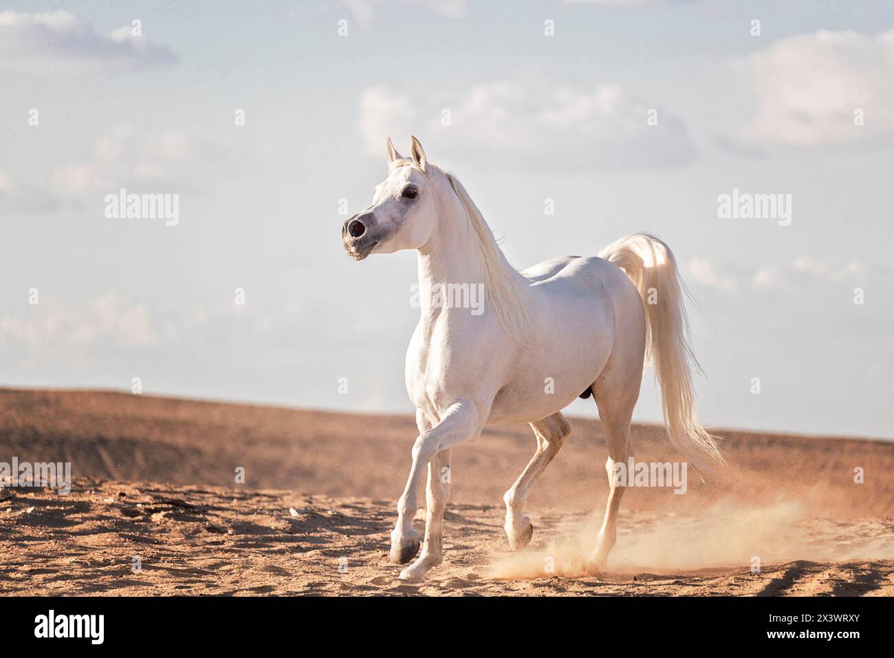 Cheval Arabe. L'étalon gris trottant dans le désert. L'Égypte Banque D'Images