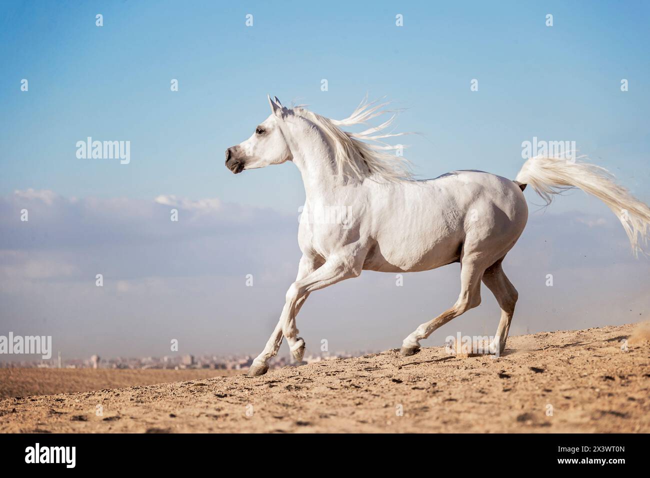 Cheval Arabe. L'étalon gris galopant dans le désert. L'Égypte Banque D'Images