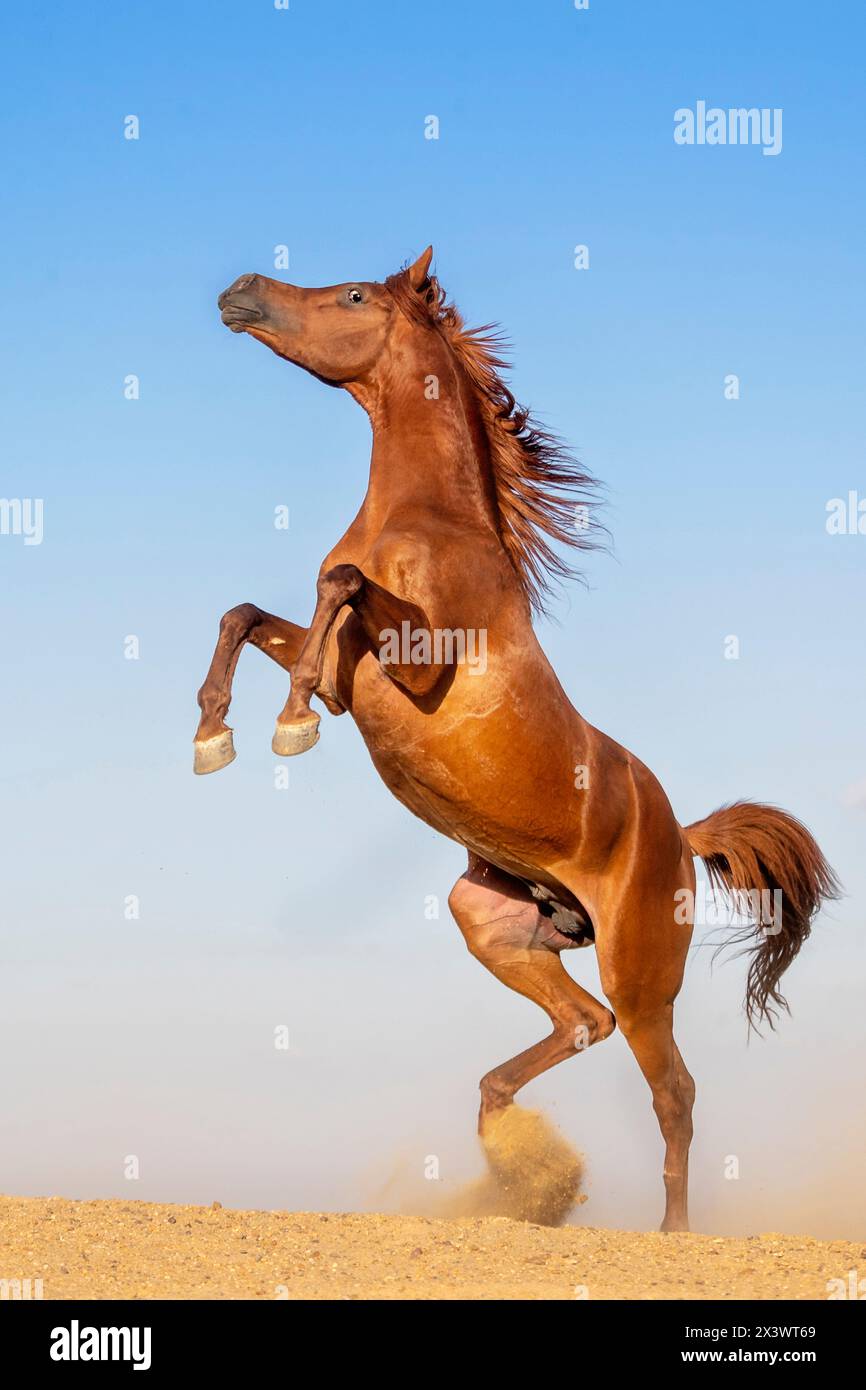 Cheval arabe de race pure. Étalon de châtaigniers élevant dans le désert. Égypte Banque D'Images