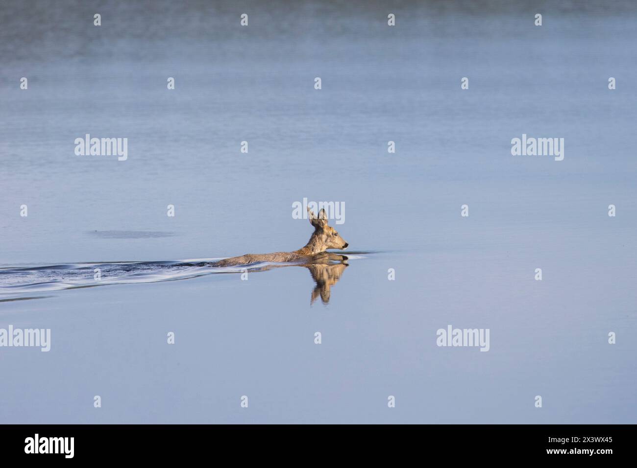 Cerf rosé (Capreolus capreolus). Doe nageant dans une rivière. Suède Banque D'Images