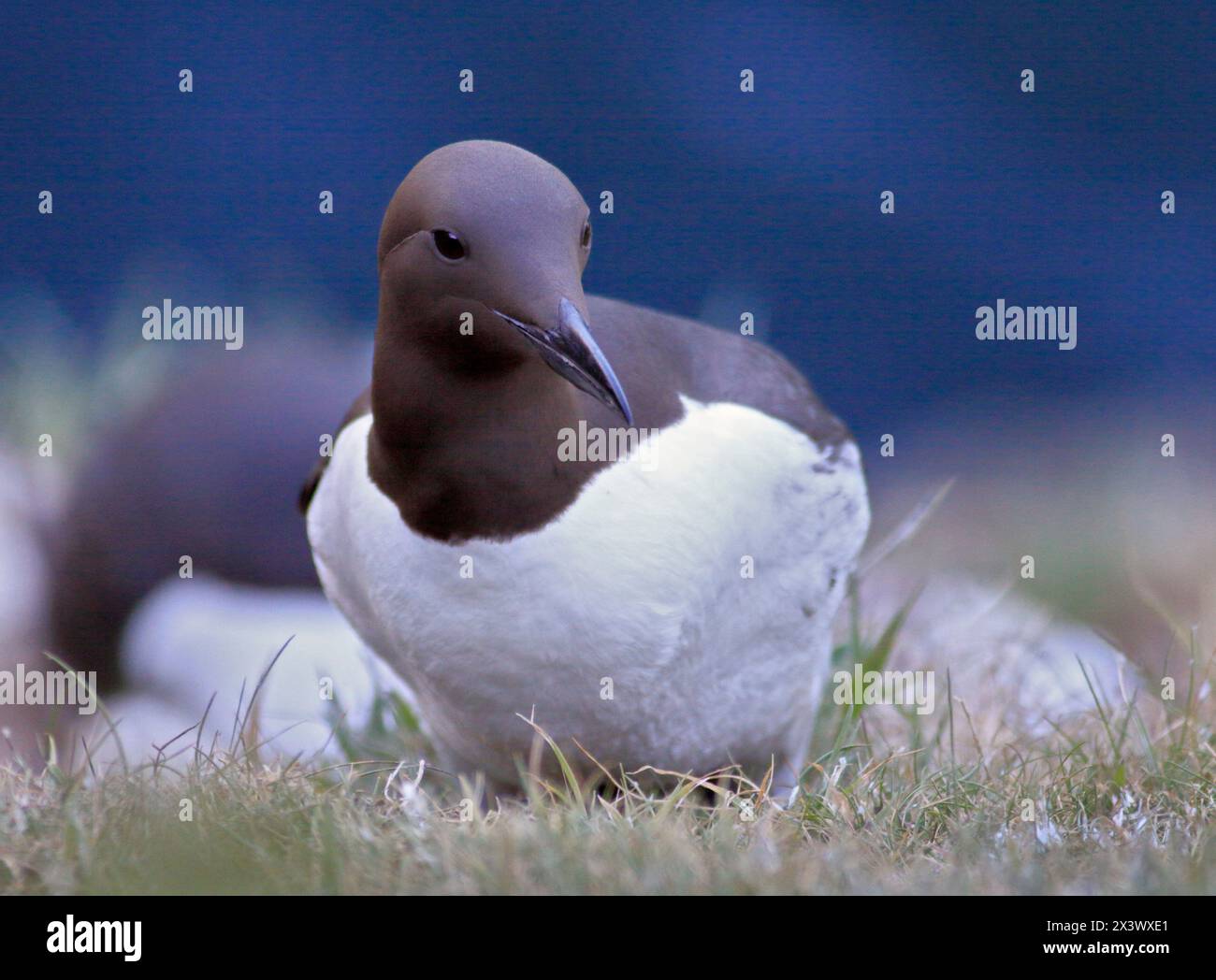 Guillemot commun (uria aalge), île de Skomer, Pembrokeshire, pays de Galles Banque D'Images