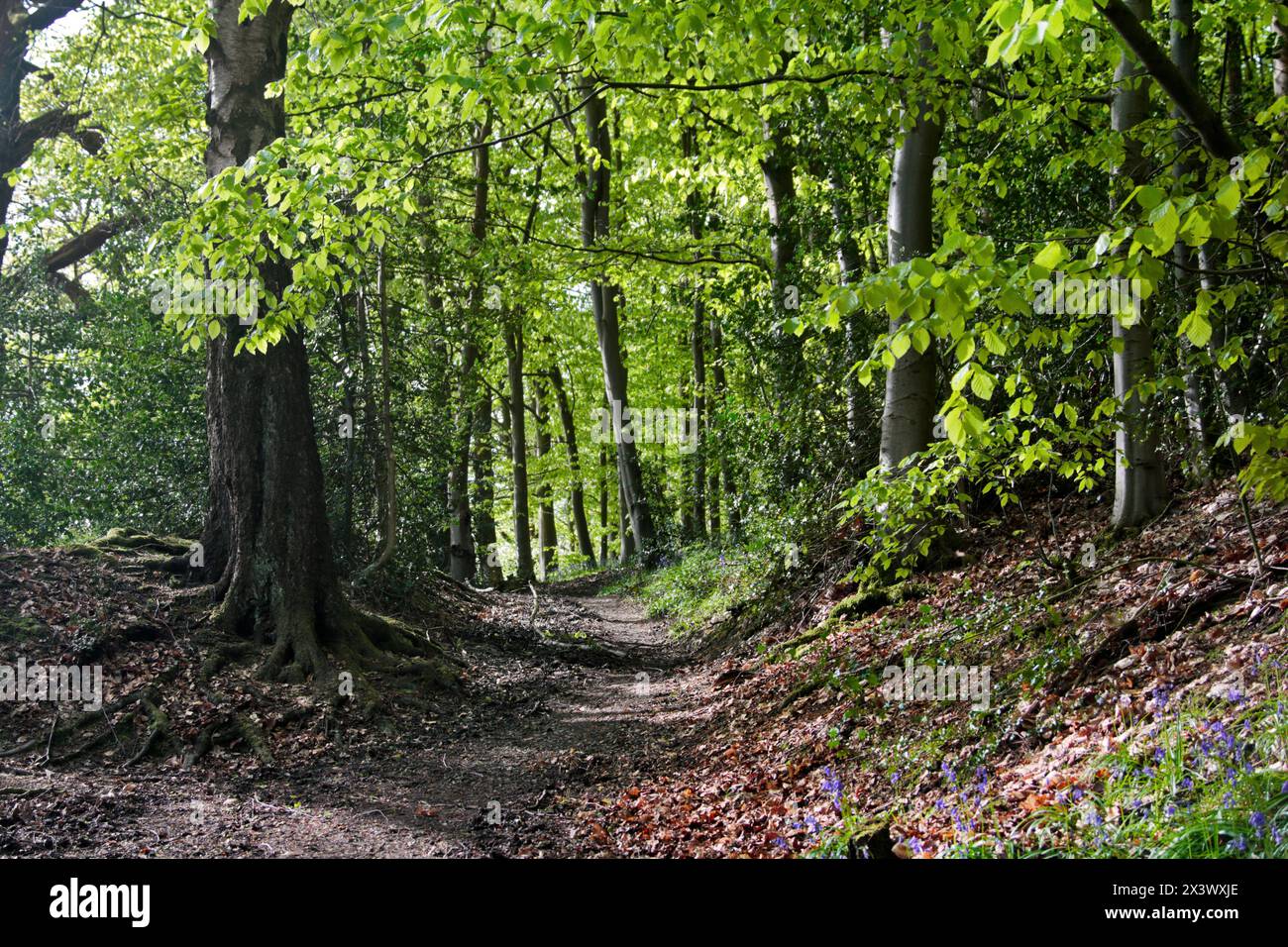 PLAS Power Woods, Coedpoeth, pays de Galles Banque D'Images