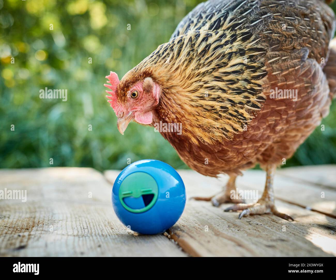 Welsummer poulet. Poule dans un jardin, jouer avec une balle distributeur de traiter. Allemagne Banque D'Images