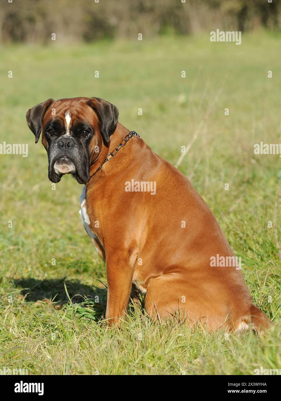 Portrait de race de chien boxer dans la prairie. Banque D'Images