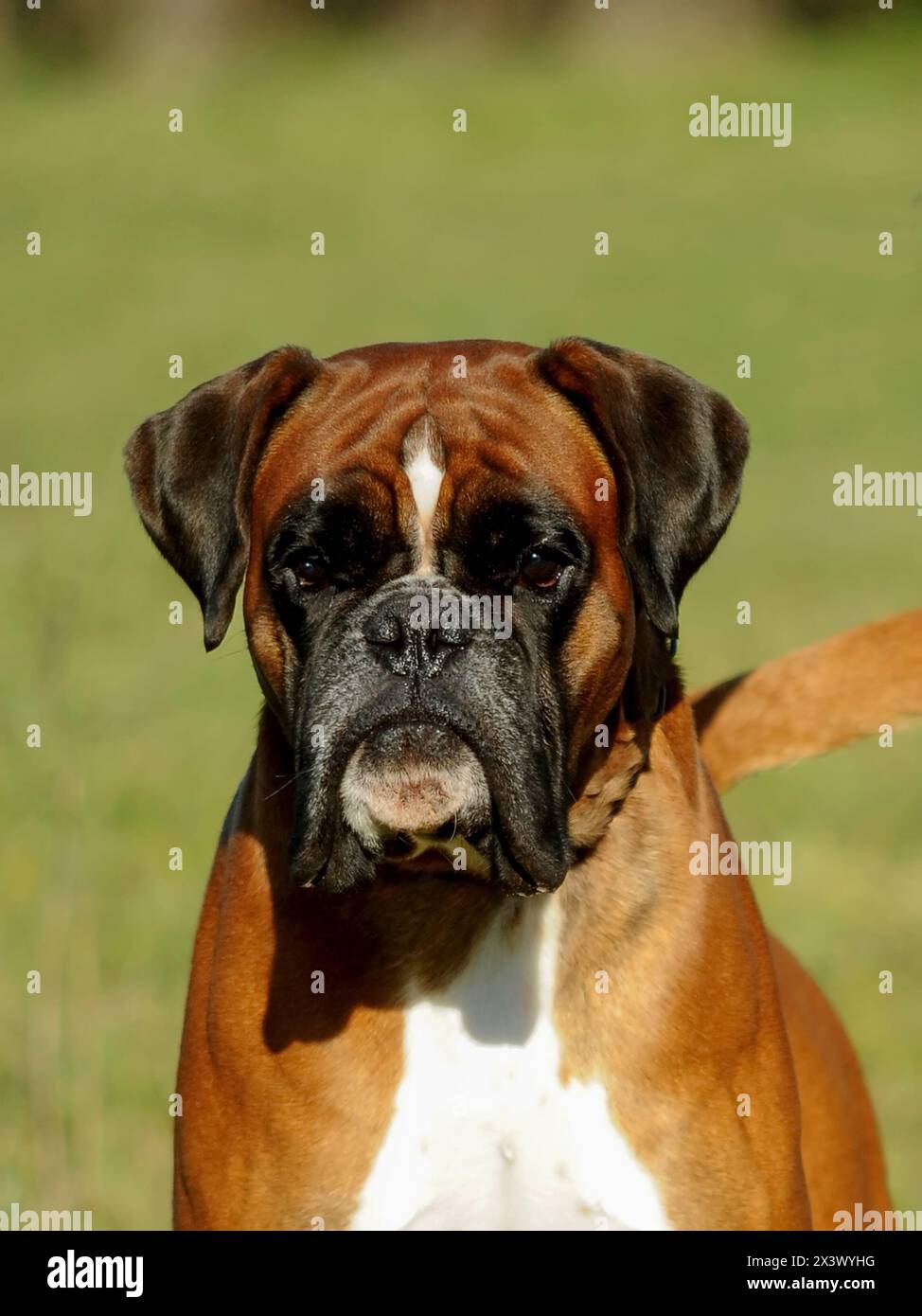 Portrait de race de chien boxer dans la prairie. Banque D'Images