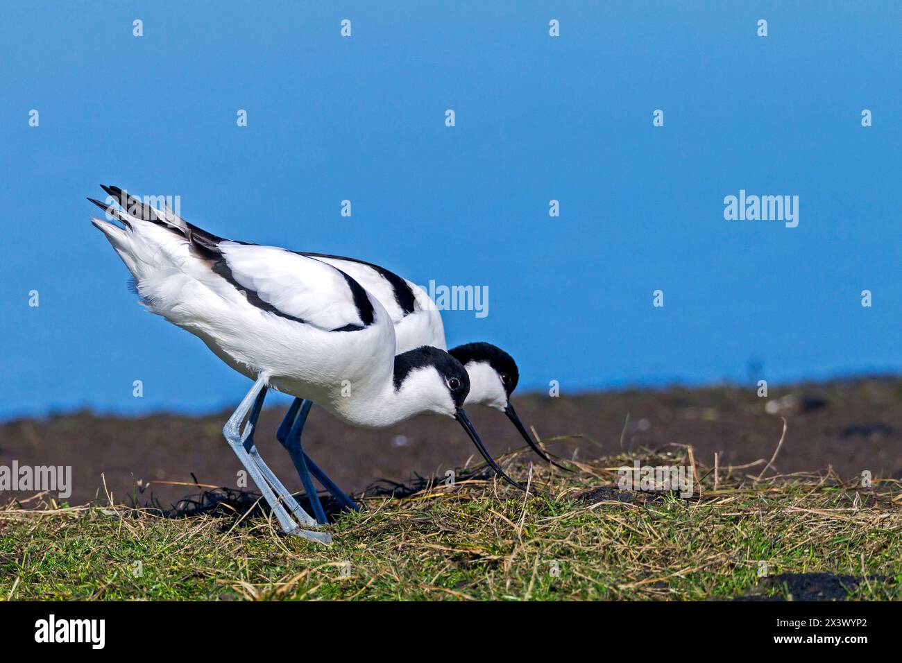 Avocet (Recurvirostra avosetta). Couple cherchant un lieu de nidification. Allemagne Banque D'Images