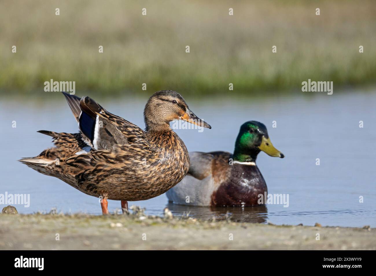Colvert (Anas platyrhynchos). Alors que la femelle se détache, le drake regarde le photographe avec scepticisme. Allemagne Banque D'Images