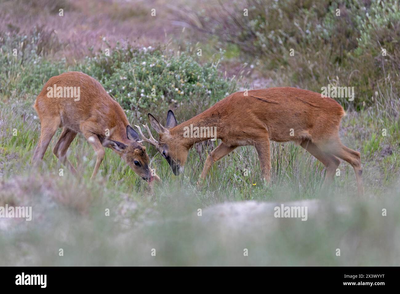 Cerfs rous de l'Ouest (Capreolus capreolus). Combat de roebuck adulte avec un mâle juvénile. Danemark Banque D'Images